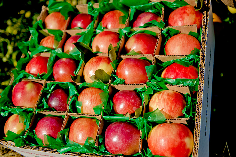 Apples, McIntosh - Trombly Gardens, LLC