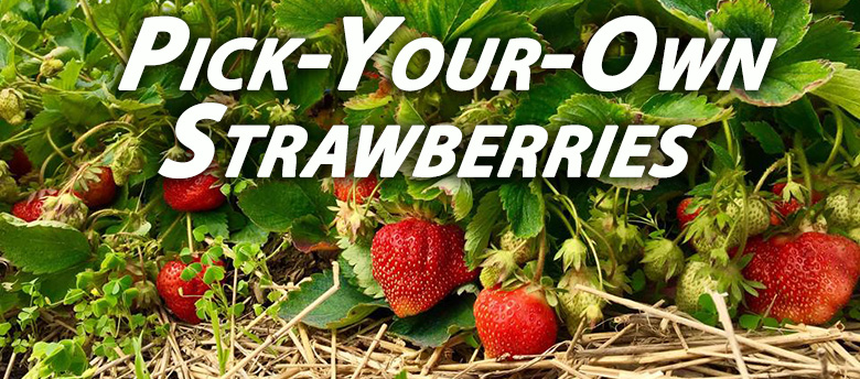 Best Pick Your Own